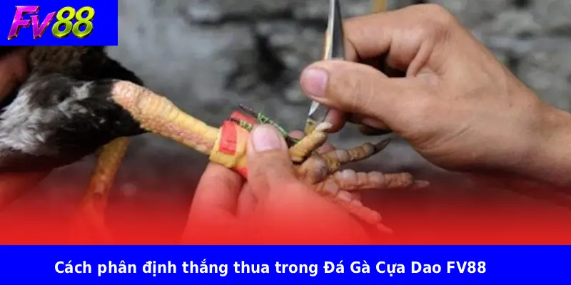 Đá Gà Cựa Dao FV88 3 Cách phân định thắng thua trong Đá Gà Cựa Dao FV88