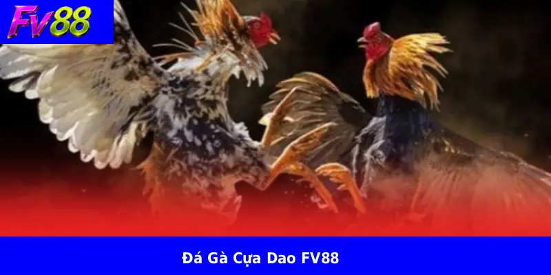 Đá Gà Cựa Dao FV88 1 Đá Gà Cựa Dao FV88