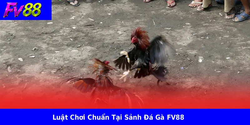 Luật Chơi Chuẩn Tại Sảnh Đá Gà FV88