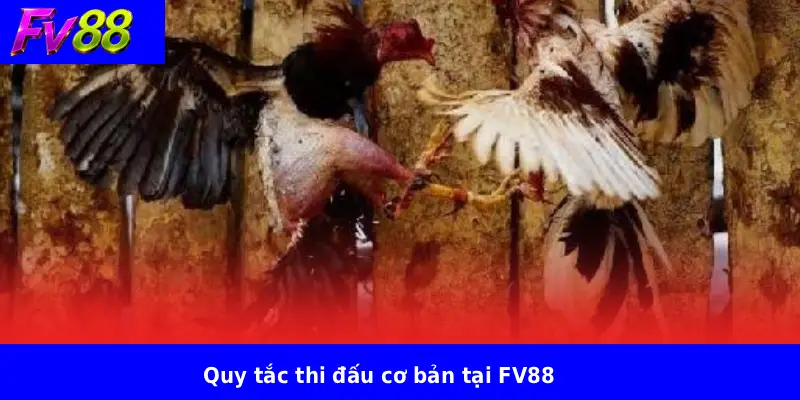 Đá Gà Cựa Dao FV88 2 Quy tắc thi đấu cơ bản tại FV88