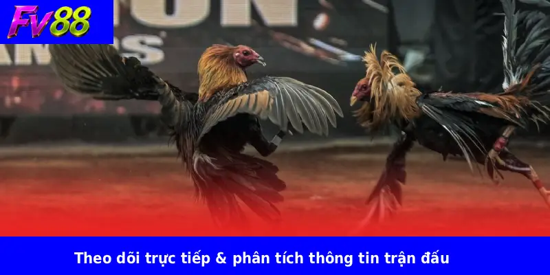 Kinh Nghiệm Xem Đá Gà Trực Tuyến FV88 3 Theo dõi trực tiếp & phân tích thông tin trận đấu