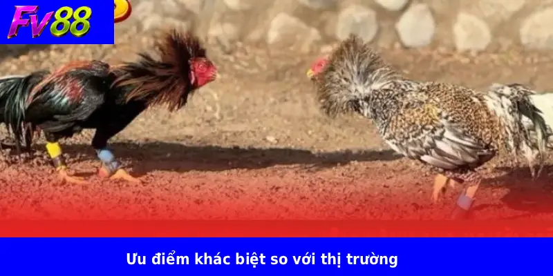 Đá Gà Cựa Dao FV88 4 Ưu điểm khác biệt so với thị trường